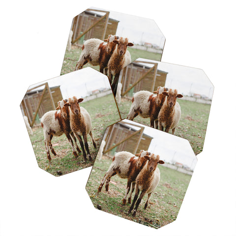 Hello Twiggs Counting Sheep Coaster Set