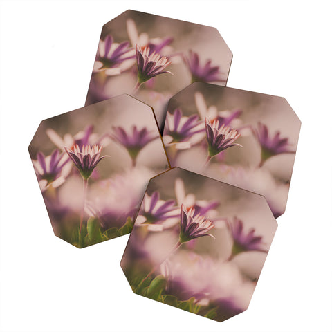 Hello Twiggs Soft Daisies Coaster Set