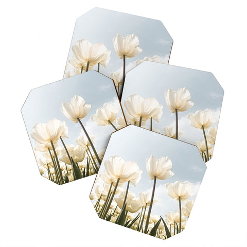 Henrike Schenk - Travel Photography White Tulips In Spring In Holland Coaster Set