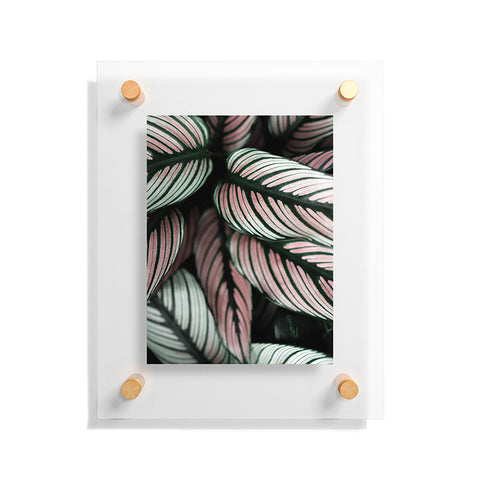 Ingrid Beddoes Calathea Whitestar Leaves Floating Acrylic Print