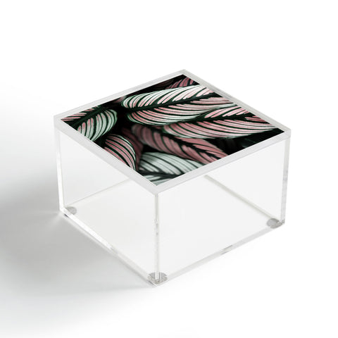 Ingrid Beddoes Calathea Whitestar Leaves Acrylic Box