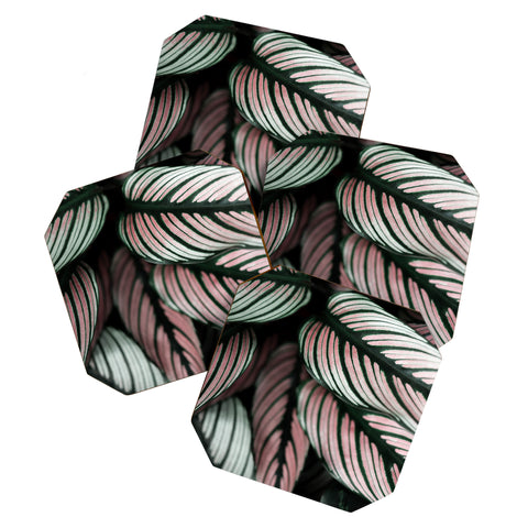 Ingrid Beddoes Calathea Whitestar Leaves Coaster Set
