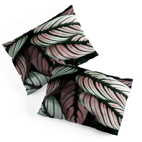 Ingrid Beddoes Calathea Whitestar Leaves Pillow Shams