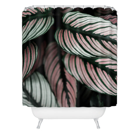 Ingrid Beddoes Calathea Whitestar Leaves Shower Curtain
