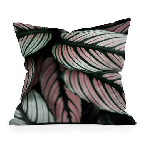 Ingrid Beddoes Calathea Whitestar Leaves Throw Pillow