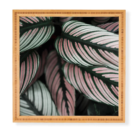 Ingrid Beddoes Calathea Whitestar Leaves Framed Wall Art