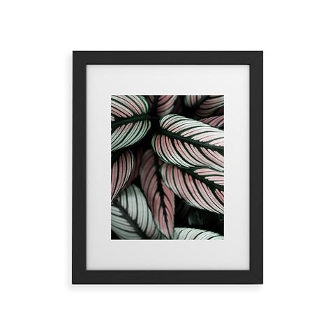 Ingrid Beddoes Calathea Whitestar Leaves Framed Art Print
