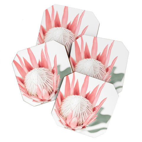 Ingrid Beddoes King Protea flower III Coaster Set
