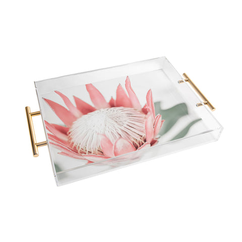 Ingrid Beddoes King Protea flower III Acrylic Tray
