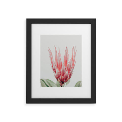 Ingrid Beddoes King Protea flower Framed Art Print