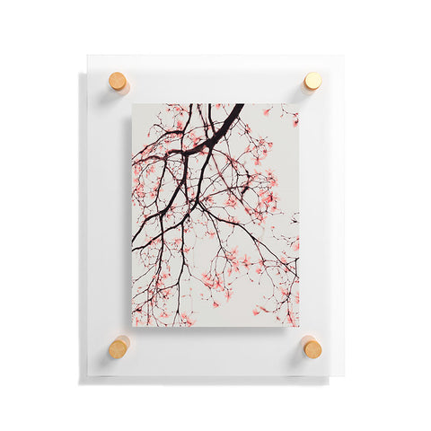 Ingrid Beddoes Magnolia Flowers Pink Floating Acrylic Print