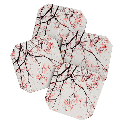 Ingrid Beddoes Magnolia Flowers Pink Coaster Set