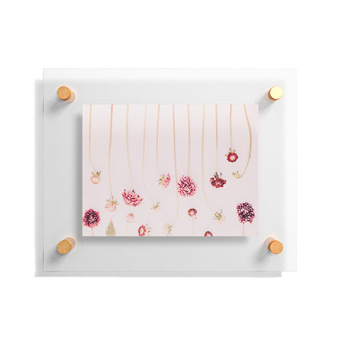 Ingrid Beddoes Strawflowers Pink Flowers Floating Acrylic Print