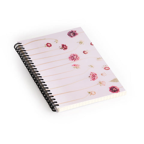Ingrid Beddoes Strawflowers Pink Flowers Spiral Notebook