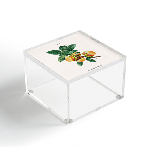 Jonas Loose BURGER PLANT Acrylic Box
