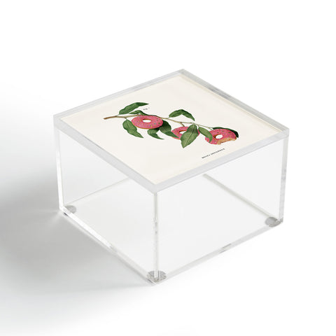 Jonas Loose Donut Plant Acrylic Box