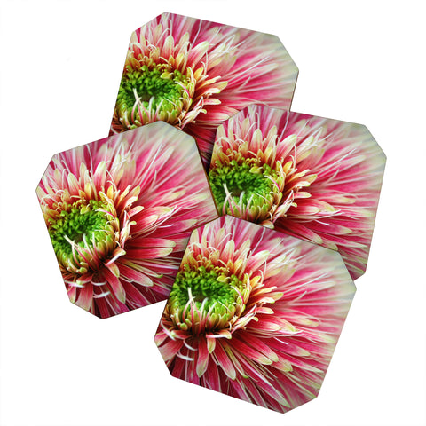 Krista Glavich Gerbera Daisy 2 Coaster Set