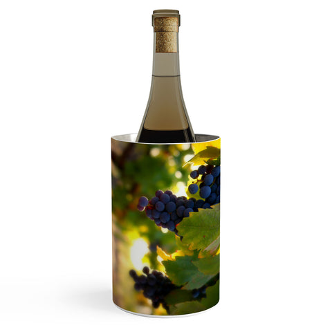 Krista Glavich Harvest 1 Wine Chiller