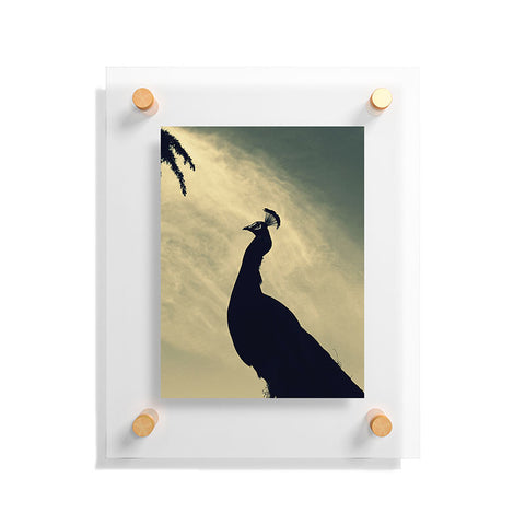 Krista Glavich Peacock Silhouette Floating Acrylic Print