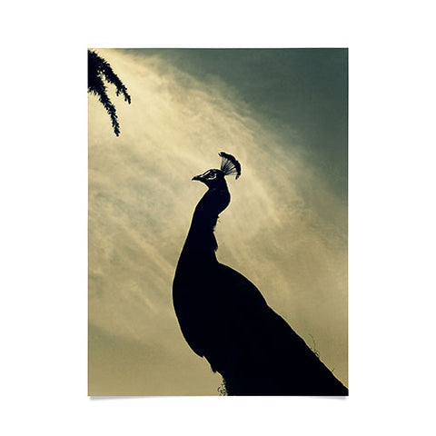 Krista Glavich Peacock Silhouette Poster