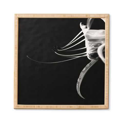 Krista Glavich Peruvian Daffodil Framed Wall Art