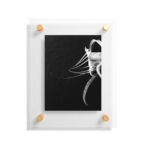 Krista Glavich Peruvian Daffodil Floating Acrylic Print