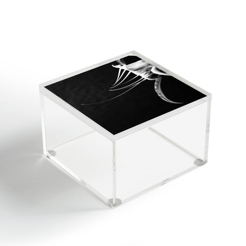 Krista Glavich Peruvian Daffodil Acrylic Box