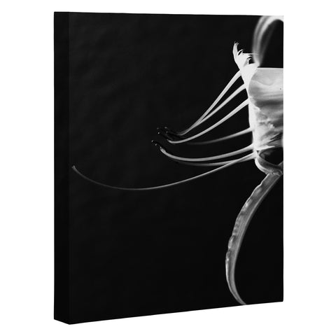 Krista Glavich Peruvian Daffodil Art Canvas