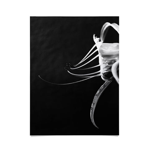 Krista Glavich Peruvian Daffodil Poster