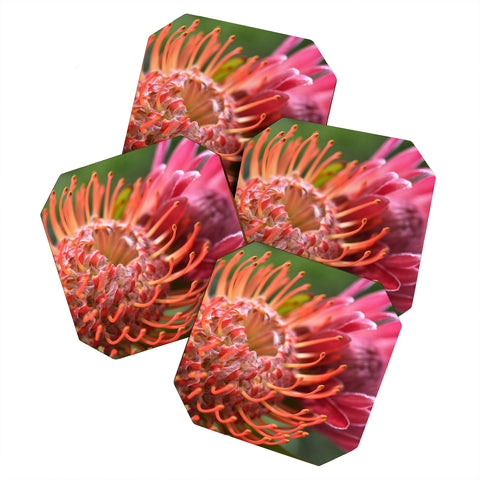 Lisa Argyropoulos Proteas Coaster Set