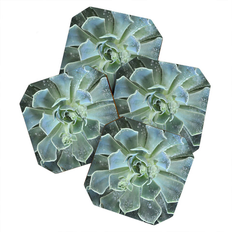 Lisa Argyropoulos Succulents II Coaster Set
