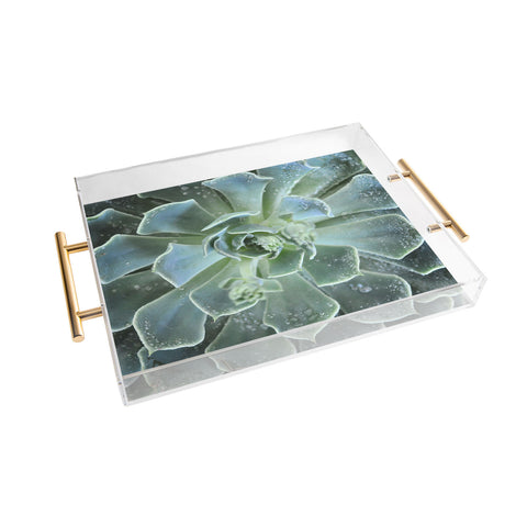 Lisa Argyropoulos Succulents II Acrylic Tray