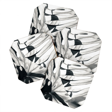 Mambo Art Studio Monstera Monochrome Coaster Set