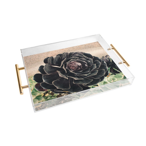 Maybe Sparrow Photography The Succulent Acrylic Tray