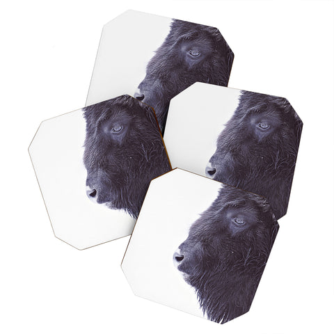 Monika Strigel BLACK BUFFALO Coaster Set