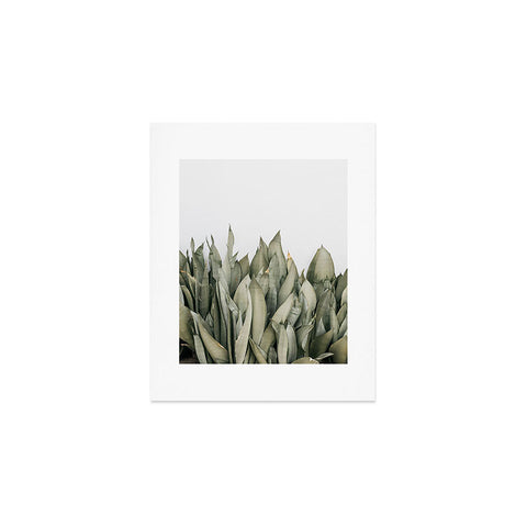 Romana Lilic  / LA76 Photography Moonshine Snake Plant Art Print