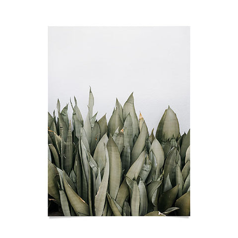 Romana Lilic  / LA76 Photography Moonshine Snake Plant Poster