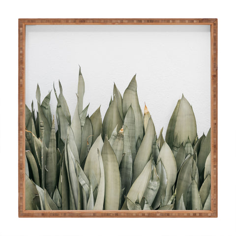 Romana Lilic  / LA76 Photography Moonshine Snake Plant Square Tray
