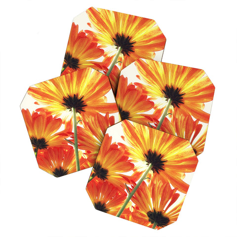 Shannon Clark Orange Daisies Coaster Set