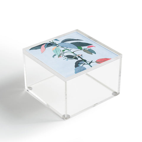 ThingDesign minimal plant 38 Acrylic Box