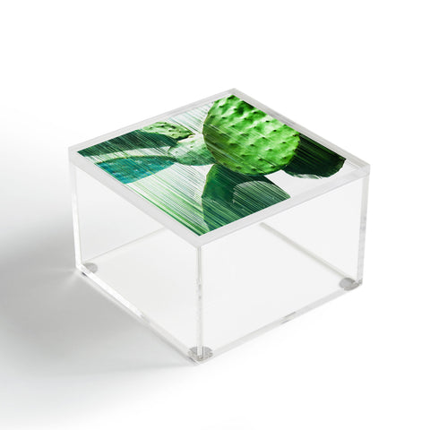 Adam Priester Fast Cacti Acrylic Box