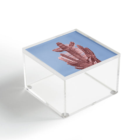 Adam Priester Rose Quartz Cactus Acrylic Box
