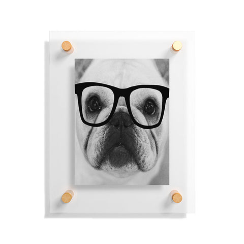 Allyson Johnson Hippest Frenchie Floating Acrylic Print
