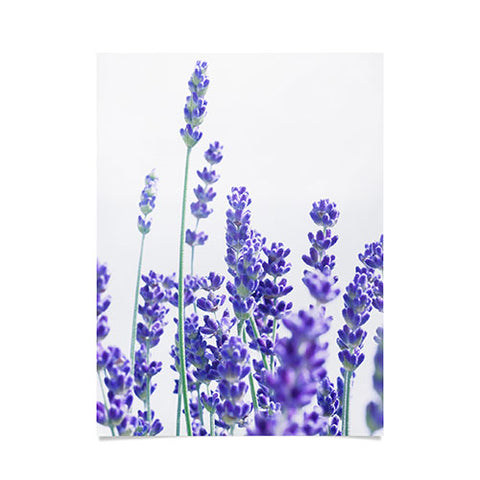 Anita's & Bella's Artwork Fresh Lavender 1 Poster