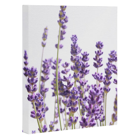 Anita's & Bella's Artwork Purple Lavender 1 Art Canvas