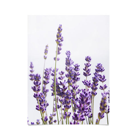 Anita's & Bella's Artwork Purple Lavender 1 Poster