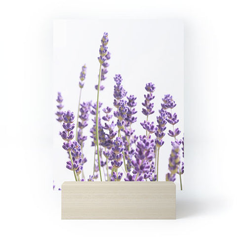 Anita's & Bella's Artwork Purple Lavender 1 Mini Art Print