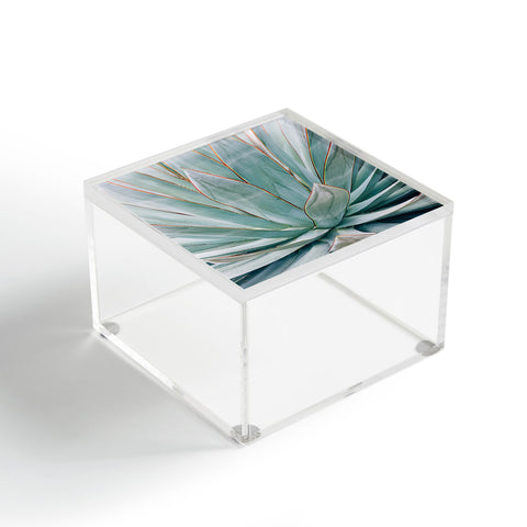 Ann Hudec Minimalist Agave Acrylic Box