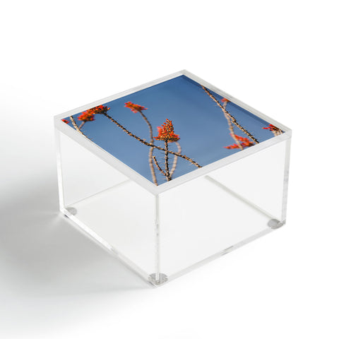 Ann Hudec Ocotillo in Bloom Acrylic Box