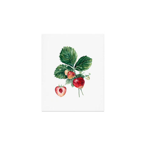 Anna Shell Strawberry botanical art Art Print